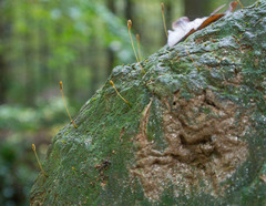 Pogonatum brachyphyllum