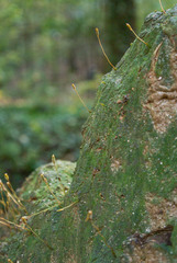 Pogonatum brachyphyllum