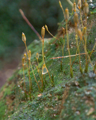 Pogonatum brachyphyllum