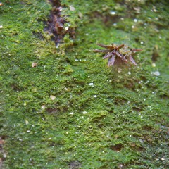 Pogonatum brachyphyllum
