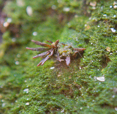 Pogonatum brachyphyllum
