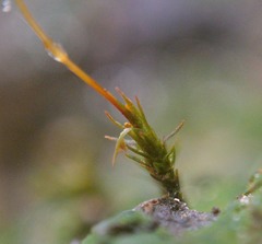 Pogonatum brachyphyllum