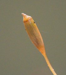 Pogonatum brachyphyllum