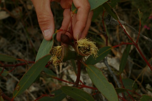 Image of Bell-Fruited Mallee (Eucalyptus preissiana) by (c) Greg Tasney, some rights reserved (CC BY-SA)