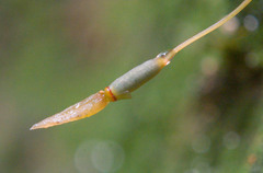 Pogonatum brachyphyllum