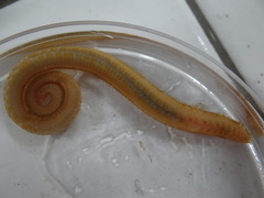 Sthenelais boa