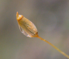 Pogonatum brachyphyllum