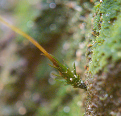 Pogonatum brachyphyllum