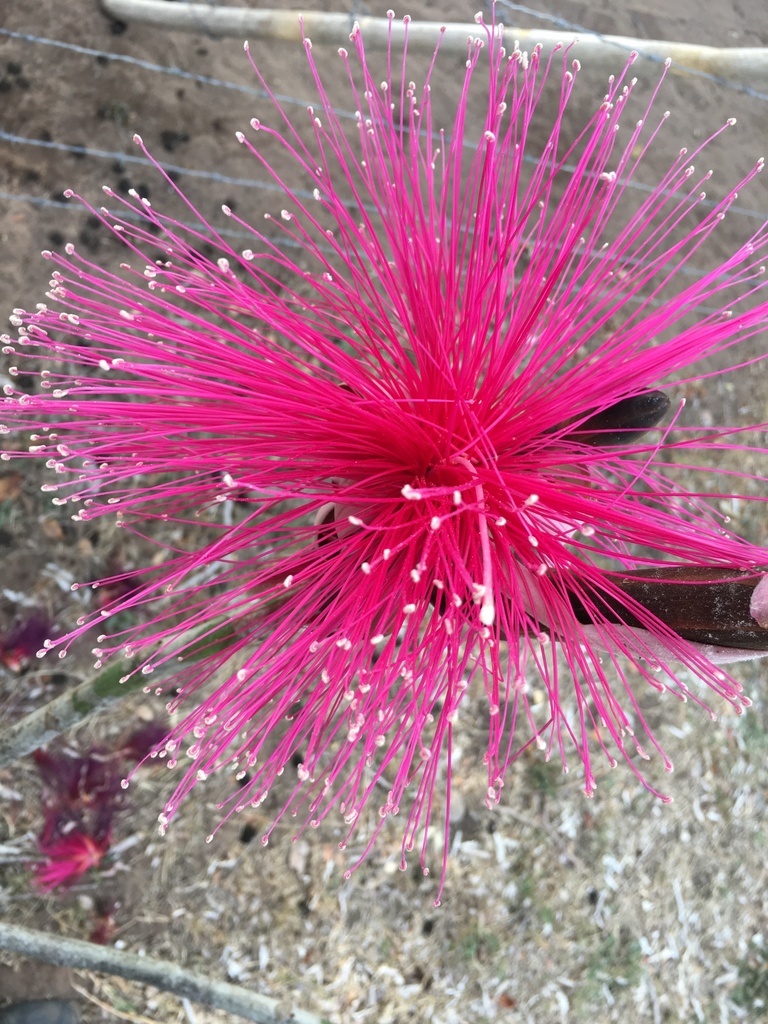 Shaving Brush Tree from Escuinapa, Sin., México on April 16, 2019 at 0754 AM by RaulBaG