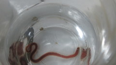 Leodice harassii