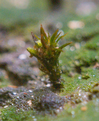 Pogonatum brachyphyllum