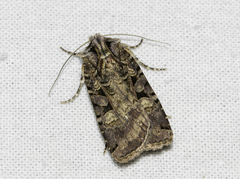 Opigena polygona
