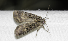 Opigena polygona