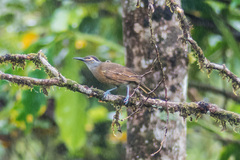 Tawny-Breasted Honeyeater photo 4