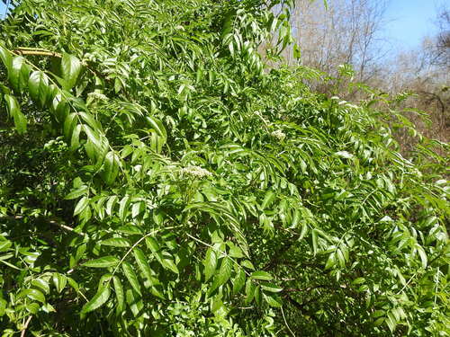 Image of Sambucus australis by (c) Leonel Roget, some rights reserved (CC BY)