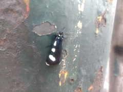 Alypiodes bimaculata