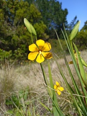 Chilean glory-of-the-sun (Solenomelus pedunculatus)