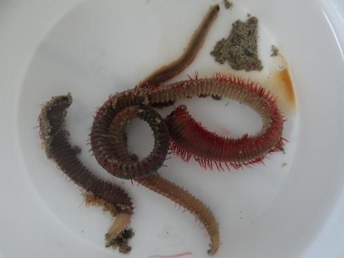 Representative image of Paucibranchia