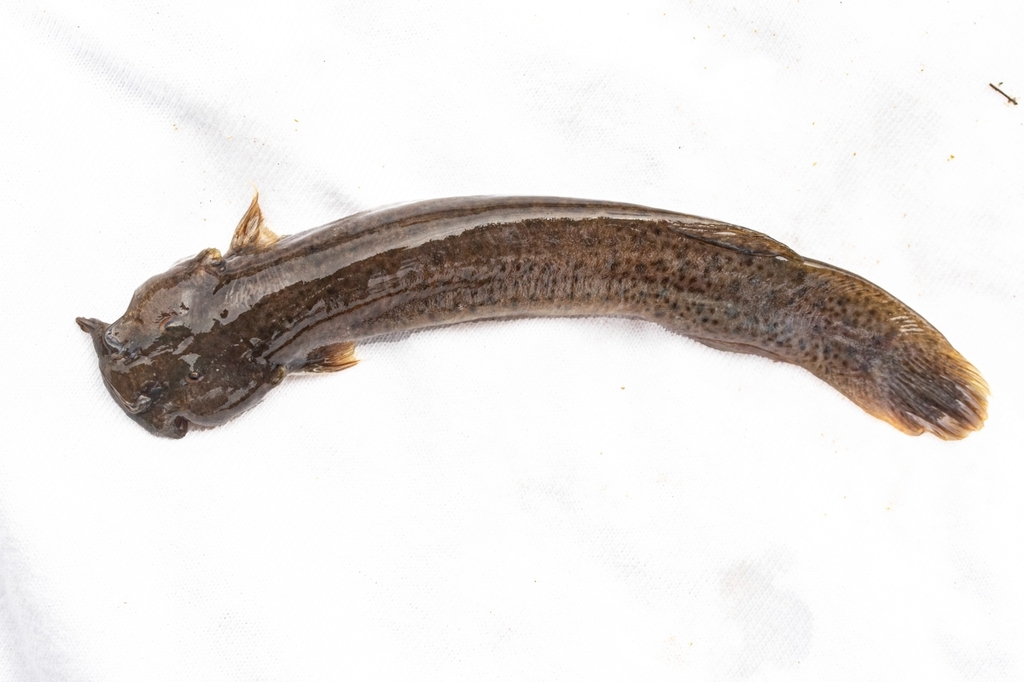 Cali pencil catfish (Trichomycterus caliensis) — Trichomycteridae