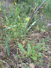 Calochortus pulchellus