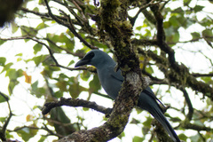 Stout-Billed Cuckooshrike photo 3