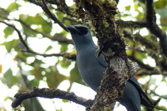 Stout-Billed Cuckooshrike photo 5