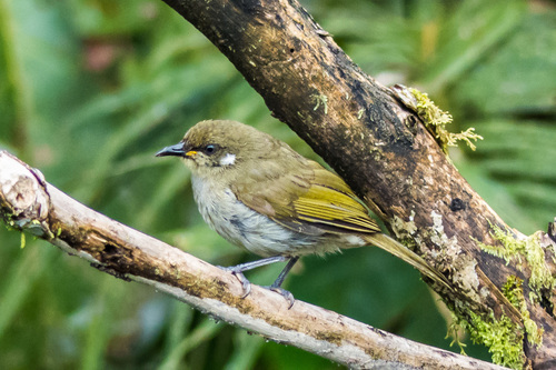 Microptilotis albonotatus observed 2014-07-27