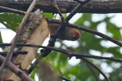 Cranioleuca erythrops