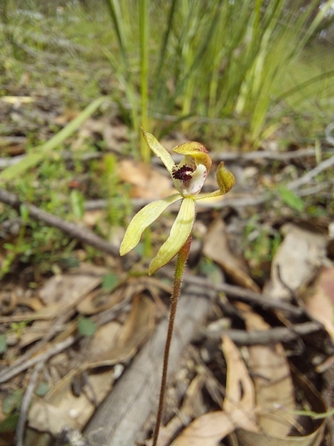 Image of Caladenia transitoria by (c) Brendan Costello, some rights reserved (CC BY)