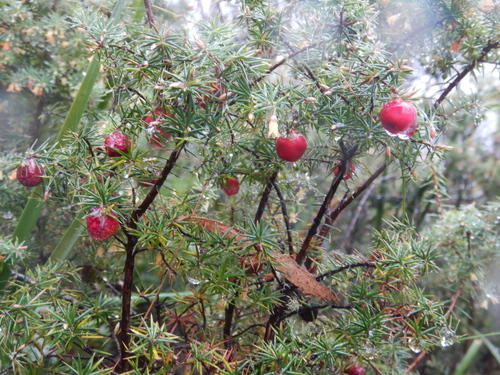 Image of Leptecophylla divaricata by (c) Paul J. Morris, some rights reserved (CC BY-SA)