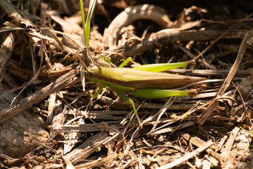 Oxya yezoensis photo 5