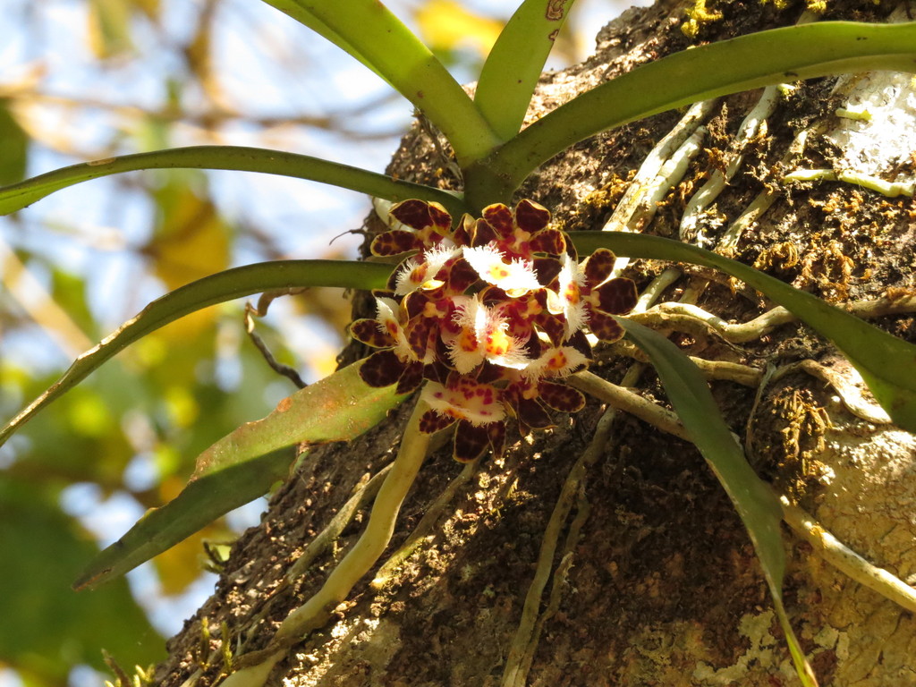 Gastrochilus bellinus (Gastrochilus bellinus)