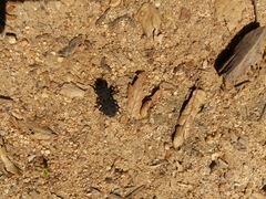 Phloeodes diabolicus