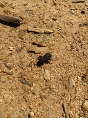 Phloeodes diabolicus