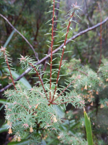 Image of Spreading Pinkberry (Leptecophylla divaricata) by (c) Paul J. Morris, some rights reserved (CC BY-SA)