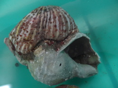 Calliactis parasitica