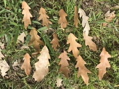 Quercus × comptoniae