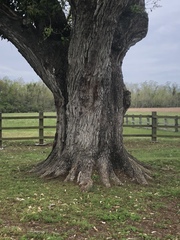 Quercus × comptoniae
