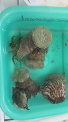 Calliactis parasitica