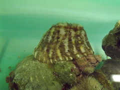 Calliactis parasitica