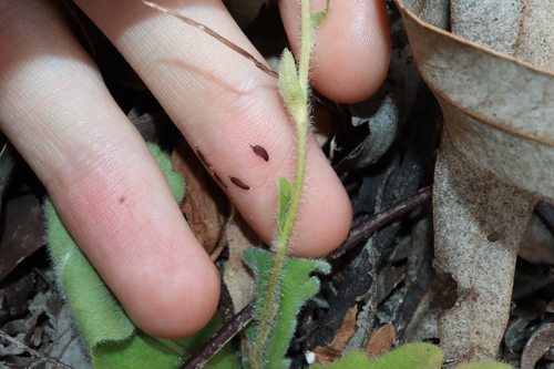 Image of Lagenophora huegelii by (c) Thomas Mesaglio, some rights reserved (CC BY)