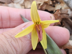 Erythronium umbilicatum