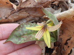 Erythronium umbilicatum