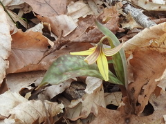 Erythronium umbilicatum