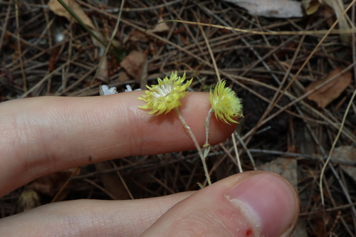 Image of Rhodanthe citrina by (c) Thomas Mesaglio, some rights reserved (CC BY)