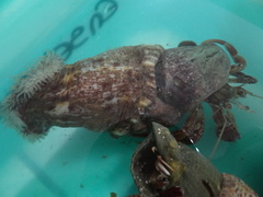 Calliactis parasitica