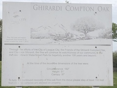 Quercus × comptoniae