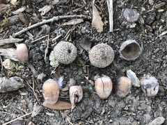 Quercus × comptoniae