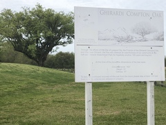 Quercus × comptoniae