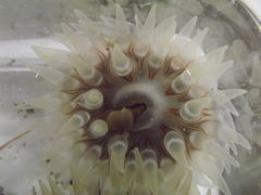 Urticina felina